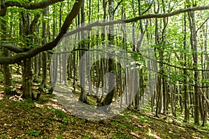 Beech forest on Shipka Peak, Bulgar
