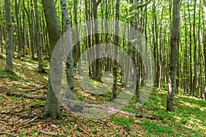 Beech forest on Shipka Peak, Bulgar