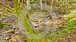 Beech Forest, Sierra de la Demanda, Spain photo