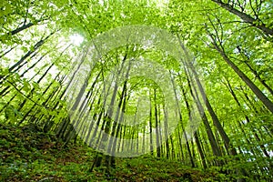 Haya Bosque en la primavera 