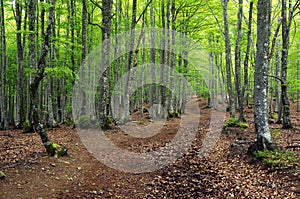 Beech forest in spring and a pathway