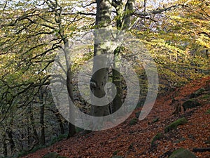 Beech forest on a steep slope with dappled sunlight on trees