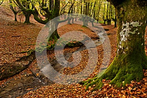 Beech forest and stream