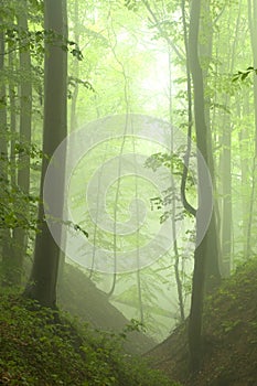 Beech forest in the summer after the storm