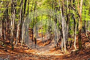 Beech forest in summer sunny day