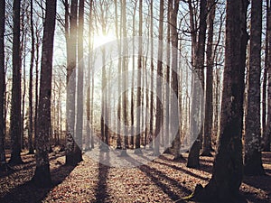 beech forest in sunlight