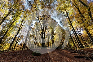 Beech forest with trees in backlight. Dry leaves of the undergrowth. Autumn colors, branches and trunks without leaves. Beech