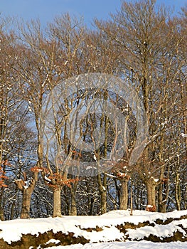 Beech forest at Urkiola, Abadino ( Basque Country)