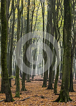 Beech Forest Vierhouten