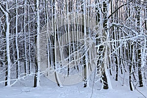 Beech forest in winter - bare tree branches covered with snow