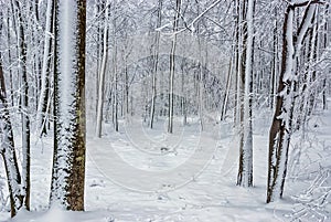 Beech forest in winter 1