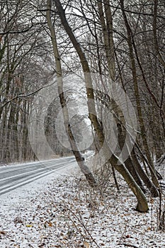 Beech forest in winter on the Shumen Plateau