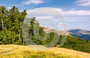 Beech forests of Carpathian mountains