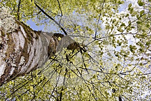 Beech forrest Bosnia tree leaf