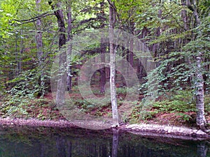 Beech forrest by the lake in summer