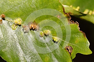 Beech Gall Midge