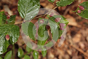Beech gall midge