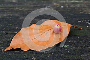 Beech Gall midge`s or gall gnat`s cocoon close up