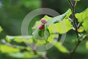 beech galls growing on the upper side of green beech leaves