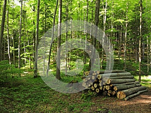 Beech grove with pile of logs