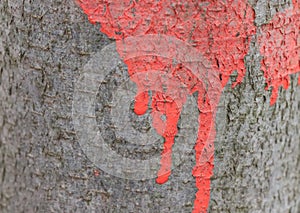 Red paint on beech tree bark detail - forest edition photo