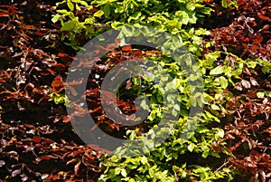 Beech hedge, green and purple foliage in spring