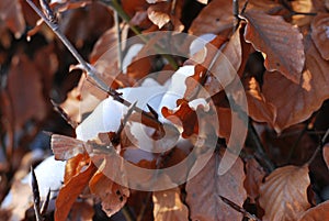 Red beech hedge in winter photo
