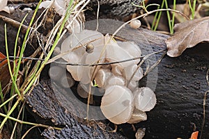 The Beech Jellydisc Neobulgaria pura is an inedible mushroom photo