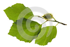 Beech leaf