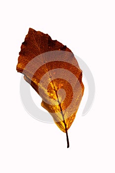 Beech leaf in fall, closeup
