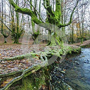 Beech leaf frost