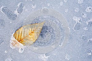 Beech Leaf in Ice