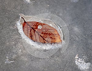 Beech leaf in ice