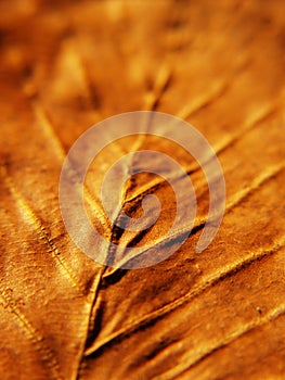 Beech leaf macro, autumn color (37)