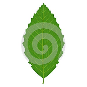 Beech leaf vector illustration on white background