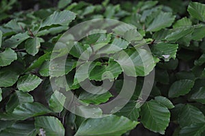 Beech leafs tree forest texture.