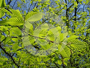 Beech leafy twig in spring photo