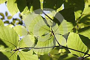 Beech leaves in backlight in the forest