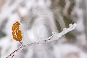 Beech leaves on a branch in winter