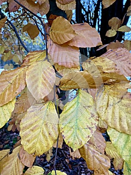 Beech leaves in Englands oldest forest