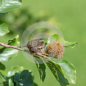 Beech leaves, Fagus sylvatica, with beech nuts photo