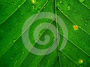 Beech leaves green background