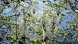 Beech leaves ins spring