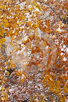 Beech leaves in the snow, colors, autumn