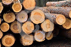 Beech logs, national park, forest lumber. Wood material