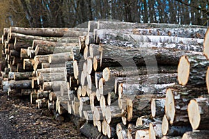 Beech logs, national park, forest lumber. Wood material