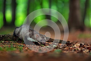 Beech marten, detail portrait of forest animal. Small predator in the nature habitat. Wildlife scene, France. Trees with marten.