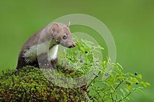 Beech marten, Martes foina, and bilberry with clear green background. Stone marten, detail portrait of forest animal. Small photo