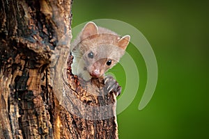 Beech marten, Martes foina, with clear green background. Small predator sitting on the tree trunk in forest. Wildlife scene from