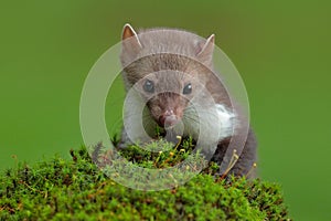 Beech marten, Martes foina, with clear green background. Stone marten, detail portrait of forest animal. Small predator sitting on